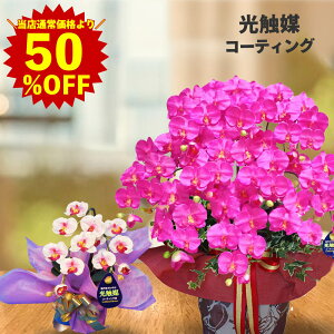【スーパーSALE半額】ギフト 60代 70代 80代 90代 100才 誕生日 プレゼント 胡蝶蘭 紫 花 傘寿 開業 造花 開店 光触媒 10本 ワイン お祝い 社長就任 本部長 移転 栄転 事務所 居酒屋 退職 就任 卒業 入学 移転