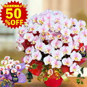【スーパーSALE 半額】 誕生日 50代 胡蝶蘭 光触媒 造花 プレゼント 7本 お祝い 開店 桜色 ホワイト ピンク ミディ 桜 豪華 開業 移転 観葉 大型 美容院 サロン 木札 弁護士 事務所設立 お中元 サマーギフト 敬老の日 早割 sale