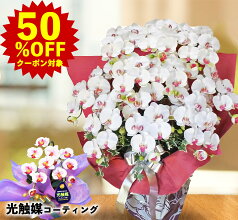 【50％OFFクーポン対象★P3倍】母の日 光触媒 造花 大きい 胡蝶蘭 お祝い 鉢 開店祝い 高級 光触媒 10本 白 開業 開院 ギフト 喜寿 古希 白寿 楽屋 芸能人 塾 開校 誕生日 木札 鉢花 空気 キレイ 贈答用 役場 弁護士 移転 引越し 新社屋落成