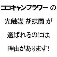 胡蝶蘭黄色花送料無料造花光触媒7本立ちイエローミディ1本白黄インテリアオフィスあす楽開店祝い誕生日父の日母の日観葉植物大型フェイクココキャンフラワー