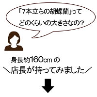 胡蝶蘭黄色花送料無料造花光触媒7本立ちイエローミディ1本白黄インテリアオフィスあす楽開店祝い誕生日父の日母の日観葉植物大型フェイクココキャンフラワー