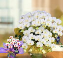 母の日胡蝶蘭 お祝い 花 鉢植え 光触媒 造花 開店祝い 7本立ち ギフト プレゼント 白 ミニ 黄色 誕生日 大きい 豪華 70代 80代 90代 100歳 ...