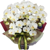 光触媒*胡蝶蘭5本立ホワイト色《送料無料/花のサイズ9cm/豪華仕様/選べる鉢/造花/ギフト対応/コチョウラン》