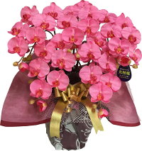 光触媒*胡蝶蘭5本立ホワイト色《送料無料/花のサイズ9cm/豪華仕様/選べる鉢/造花/ギフト対応/コチョウラン》
