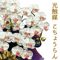 光触媒*胡蝶蘭5本立ホワイト色《送料無料/花のサイズ9cm/豪華仕様/選べる鉢/造花/ギフト対応/コチョウラン》