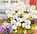 ラッピング ギフト お祝い 鉢 蘭 花 胡蝶蘭 造花 開店 開業 開院 5本 光触媒 白 黄色 ホワイト イエロー アイビー ミディ 内祝い 出産 フェイク イ...