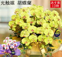 光触媒 花 消臭 ギフト 送料無料 花 退職祝い プレゼント 男性 上司 塾 開校 応接セット 社長室 造花 インテリア グリーン 胡蝶蘭 造花 開店 開業 開院 5本 贈答用 オフィス 会社 受付 ホテル サロン 敬老の日 お中元 サマーギフト