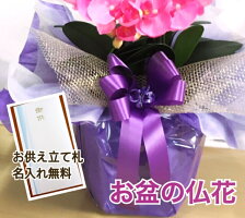 お供え胡蝶蘭造花5本光触媒白黄色ホワイトイエローアイビーミディミニセット