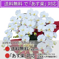 胡蝶蘭3本立ち大輪お祝い開店祝い造花開業祝い花光触媒ホワイト白ギフトプレミアム母の日移転祝い就任祝昇進祝退職祝還暦祝い古希米寿お供えプレゼント送料無料鉢スタンドインテリアあす楽誕生日九州父の日ココキャンフラワー
