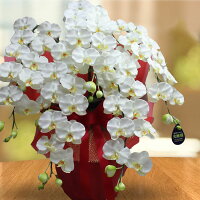 胡蝶蘭3本立ち大輪お祝い開店祝い造花開業祝い花光触媒ホワイト白ギフトプレミアム母の日移転祝い就任祝昇進祝退職祝還暦祝い古希米寿お供えプレゼント送料無料鉢スタンドインテリアあす楽誕生日九州父の日ココキャンフラワー