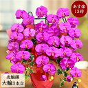 周年祝い 胡蝶蘭 アイビー アレンジ 大きい ホテル 受付 花屋 送料無料 あすに届ける 開店 造花 大輪 3本立ち サロン クリニック インテリア 大型 枯れ...