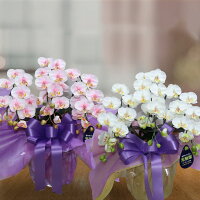 胡蝶蘭お供えミディ仏花お盆初盆新盆3本立ち仏壇お彼岸ペット虹の橋ホワイトイエロー黄色ピンクココキャンフラワー