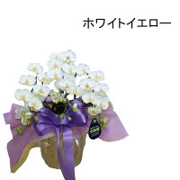 胡蝶蘭お供えミディ仏花お盆初盆新盆3本立ちホワイトイエロー黄色ピンクココキャンフラワー
