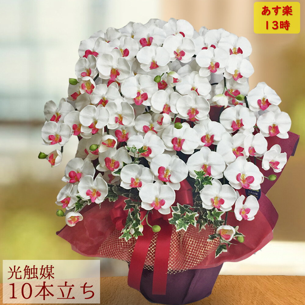 メーカー包装済 花 インテリア 雑貨 紅白 花 胡蝶蘭 造花 光触媒 10本 ホワイト レッド アイビー 大輪 ギフト 誕生日 ココキャンフラワー ラッピング フェイク サロン 大きめ 鉢植え 木札 Drpietrorotondi Org メーカー包装済 花 インテリア 雑貨 紅白 花 胡蝶蘭 造花 光触媒 10本 ホワイト レッド アイビー 大輪 ギフト 誕生日 ココキャンフラワー ラッピング フェイク サロン 大きめ 鉢植え 木札 Drpietrorotondi Org