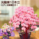 母の日プレゼント 可愛い 造花 開店祝い 花 スタンド 胡蝶蘭 祖母 ピンク 光触媒 10本立 大輪 お歳暮 ギフト コチョウラン 誕生日 サロン 大型 pre...