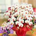 こちょうらん 胡蝶蘭 母の日 入学祝 卒業 退職 蘭 鉢植え 花 ギフト プレゼント 紅白 造花 開店 光触媒 10本 大きめ 赤 はなやか お祝い 就任 代表...