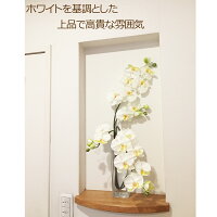 胡蝶蘭光触媒