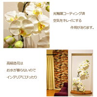 胡蝶蘭光触媒