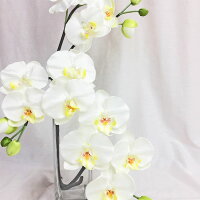 胡蝶蘭光触媒