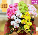 【500円OFFクーポン対象】 造花 フラワーアレンジメント 母の日 欄 花 胡蝶蘭 沖縄 プレゼント 花 開店祝い カラフル 5色 お祝い 光触媒 開業 引越し 還暦 誕生日 ギフト 5本立 華やか 色 蘭 インテリア 大きめ 鉢植え レインボー 虹 お歳暮 敬老の日