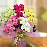 ミディ胡蝶蘭カラフル造花光触媒