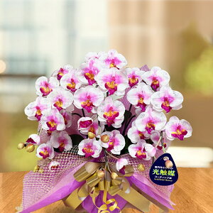 鉢植え 珍しい プレゼント ギフト 花 古希 紫 喜寿 誕生日 光触媒 バー 1周年 お祝い クラブ Bar 開店 胡蝶蘭 造花 キラキラ ラメ ミニ 居酒屋 カウンター ホワイト ワイン ミディ 3本 開業 レストラン スナック