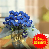 胡蝶蘭青ブルーエレガンス送料無料造花ミディ2本立ち開店祝い光触媒あす楽開店祝いお祝い移転祝い就任祝い昇進祝い花退職祝い還暦祝い古希米寿ミニお供えコチョウランこちょうらん青い胡蝶蘭ブルーインテリアオフィス誕生日ココキャンフラワー