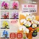 ミディ 胡蝶蘭 1本立ち ギフト 光触媒 造花 枯れない花 母の日 プレゼント 敬老の日 古希 喜寿 白寿 百寿 誕生日 お中元 お歳暮 お供え ラッピング無料...
