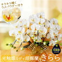 敬老の日 開店祝い 光触媒 胡蝶蘭 造花 open 花 オープン 周年祝い おしゃれ 誕生日 開業祝い プレゼント お祝い 居酒屋 カフェ bar 飲食店 ネイル サロン 美容室 受付 ホワイト ラメ キラキラ 移転 はなやか 可愛い ギフト きらら