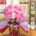 母の日 プレゼント 花 お祝い 造花 鉢花 胡蝶蘭 の 鉢植え 九州 2本立 大輪 あす楽 お祝い 開店 還暦 開院 開業 移転 就任 栄転 昇進 退職 お供え 贈り物 フラワーギフト 株主総会 結婚 光触媒 木札 老人ホーム 敬老の日 お中元 サマーギフト