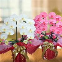 敬老の日胡蝶蘭2本光触媒造花開店祝い