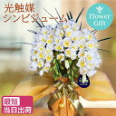 シンビジウム 鉢 ラン お供え 花 光触媒 ミニ ギフト ミディ 3本立 ホワイト イエロー 造花 ギフト 開店祝い 不動産 シンビジューム シンピジューム シンピジウム ココキャンフラワー 木札 敬老の日 母の日 洋ラン 洋蘭 お中元 サマーギフト