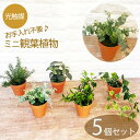 5個セット 光触媒フェイク グリーン 観葉植物 ミニ 造花 ユーカリ ルスカス ローズマリー フィットニア アイビー インテリア おしゃれ アレンジ 光触媒 枯れない 緑 飾り プチ 人工 ギフト プレゼント 葉 造花 素焼き鉢 オフィス 引越し祝い お中元 サマーギフト
