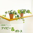 光触媒フェイク グリーン 観葉植物 ミニ 造花 ポトス アイビー インテリア おしゃれ アレンジ 光触媒 枯れない 2個 セット 緑 飾り プチ 人工 ギフト プレゼント 葉 造花 素焼き鉢 オフィス 引越し祝い お中元 サマーギフト