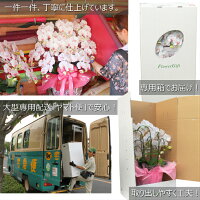 胡蝶蘭青ブルーエレガンス送料無料造花ミディ2本立ち開店祝い光触媒あす楽開店祝いお祝い移転祝い就任祝い昇進祝い花退職祝い還暦祝い古希米寿ミニお供えコチョウランこちょうらん青い胡蝶蘭ブルーインテリアオフィス誕生日ココキャンフラワー