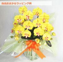 開店祝いギフト胡蝶蘭造花光触媒ミディ2本立花の色全10色送料無料花のサイズ6cm豪華仕様ギフト敬老の日ビジネスP20Aug1602P29Aug16