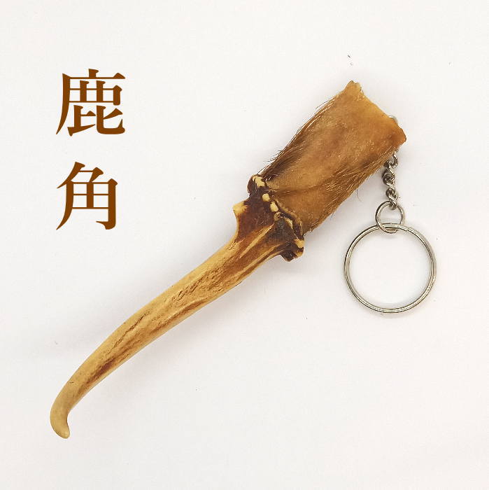 item-73 鹿角キーホルダー【ゲテモノ】材料【ディア】剥製