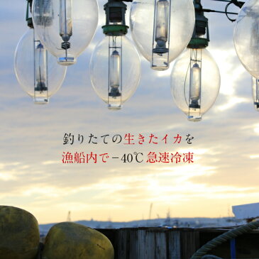 八戸産 船凍するめいか 5杯入 (約1.3kg〜1.5kg) レシピ付 【送料無料】 船凍いか 真いか 冷凍 お刺身 イカの塩辛 冷凍イカ 生 スルメイカ イカ刺し イカ 刺身用 海鮮丼 食品 魚介類 シーフード BBQ バーベキュー お取り寄せ 青森県 八戸市 刺身いか
