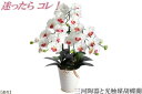 綺麗で丈夫な三河陶器で贈る 光触媒胡蝶蘭（白色の陶器×白桃色の花）　H100-008