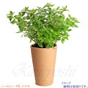 【訳あり特価】 ハーモニー 素焼 4号 日本製 三河焼 植木鉢 陶器 おしゃれ クリスマスローズ 苗鉢 サイズ 13cm 安くて丈夫 父 母 家庭菜園 ガーデニ...