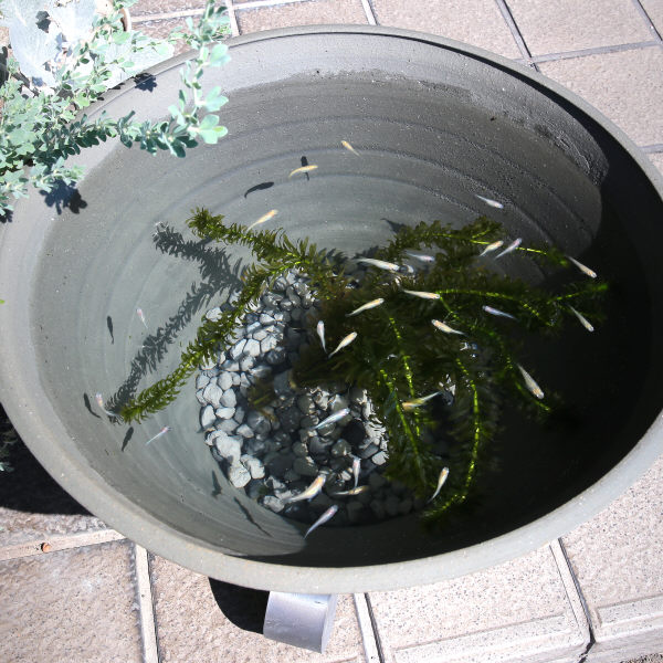 楽天市場 お買い得セット 水鉢１６号 めだかの家 睡蓮鉢 めだか鉢 金魚鉢 水鉢 陶器 大型 おしゃれ 手造り エンシャント 植木鉢 メダカ鉢 七輪のどっちゃん