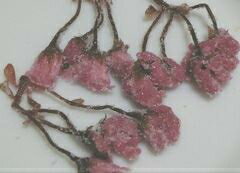 ■　桜の花　30g■ 塩漬け ■神奈川県産【和菓子材料】桜の花の塩漬け 品種:関山
