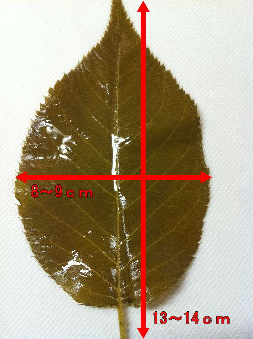 ◆◇　桜葉　(茶)　◇◆塩漬け 20枚【和菓子材料】桜の塩漬け　桜の葉