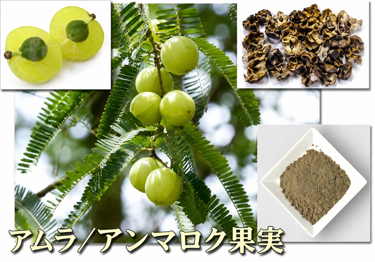 P07アムラ 100g×2個セット アムラパウダー 別名アンマロク果実 シカカイと組合わせて手作りシャンプーとして ヘアケア & 頭皮ケア用に 送料無料 ゆうパケット便 　日本全国同一価格 消費税込 auc-e-henna-10000020 いいヘナ・オンラインショップ サンプル画像2