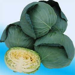 キャベツ種子 渡辺農事 味珠(あじたま) コート種子5000粒