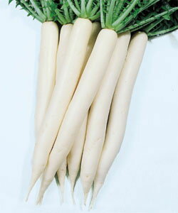大根種子 タキイ種苗 白秋 小袋 秋-冬どり大根