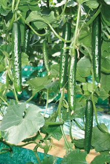 Rakuten - キュウリ種子 ときわ研究場 アイリス 350粒