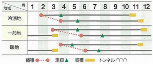 e-たねやのネギ種子 横浜植木 味十八番（あじじゅうはちばん） コート6000粒｜アングル2