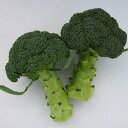 ブロッコリー種子 渡辺農事 ウィンベル (NX-BB330) コート種子5000粒