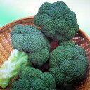 ブロッコリー種子 渡辺農事 ノースベル コート種子5000粒